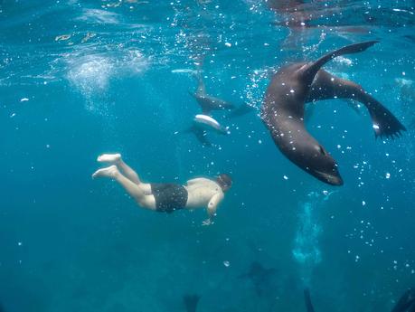 Endémicos. Mar de Juan Fernández, Isla Santa Clara, Área Marina Costera Protegida de Múltiples Usos (2022) © Héctor Daniel Gutiérrez Guzmán
