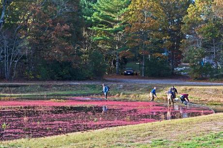 15 mejores cosas para hacer en Wareham (Massachusetts)