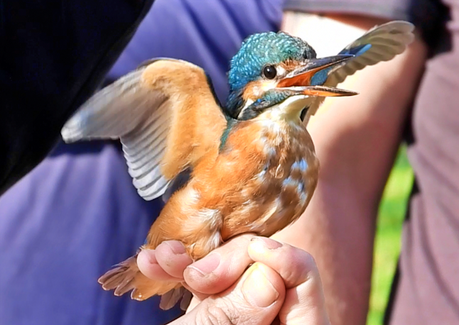 El blauet que vino de Bélgica