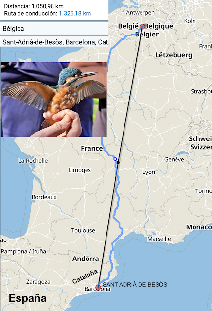 El blauet que vino de Bélgica