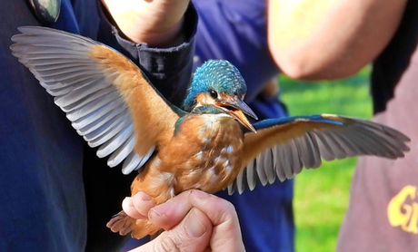 El blauet que vino de Bélgica