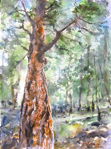 Paisajes, árboles y troncos de octubre