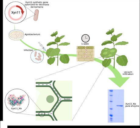 ¿¿¡¡Tras la infección!!?? ¡Producción!
