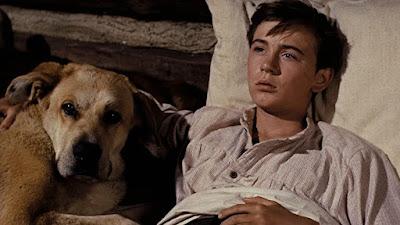 FIEL AMIGO (Old yeller) (USA, 1957) Vida Normal
