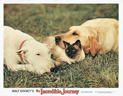 VIAJE INCREÍBLE, EL (THE INCREDIBLE JOURNEY) (USA, 1963) Vida Normal, Aventuras VIAJE INCREÍBLE, EL (THE INCREDIBLE JOURNEY) (USA, 1963) Vida Normal, Aventuras