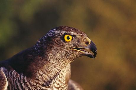 Y un azor sobrevoló nuestras cabezas Y un azor sobrevoló nuestras cabezas