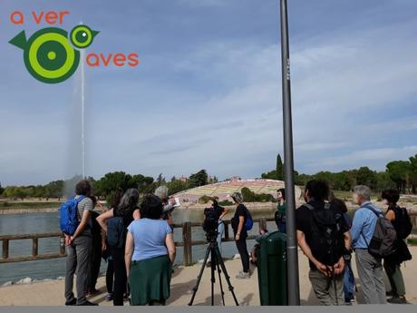 Y un azor sobrevoló nuestras cabezas Y un azor sobrevoló nuestras cabezas