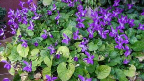 violeta planta medicinal