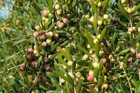 Las aceitunas arbequinas y la salud