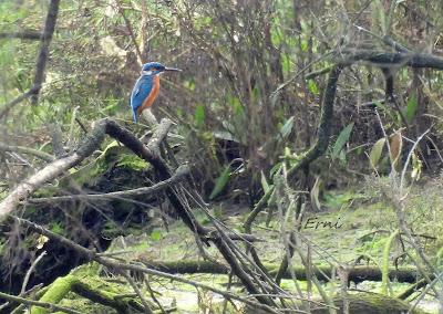 VIAJANDO COMO UNA ESPÁTULA