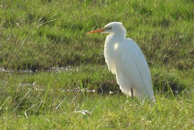VIAJANDO COMO UNA ESPÁTULA