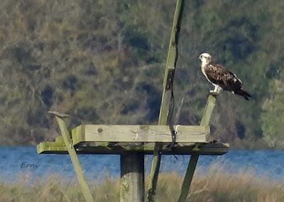 VIAJANDO COMO UNA ESPÁTULA