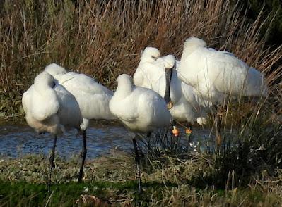 VIAJANDO COMO UNA ESPÁTULA