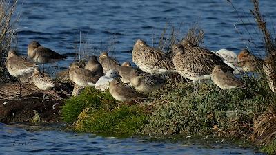 VIAJANDO COMO UNA ESPÁTULA