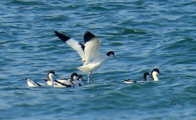 VIAJANDO COMO UNA ESPÁTULA