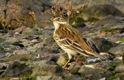 VIAJANDO COMO UNA ESPÁTULA
