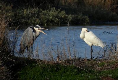 VIAJANDO COMO UNA ESPÁTULA