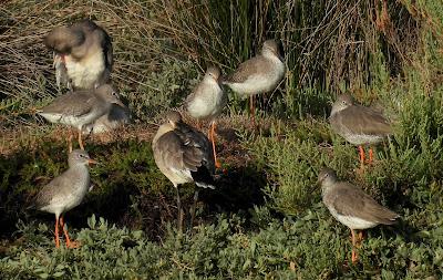 VIAJANDO COMO UNA ESPÁTULA