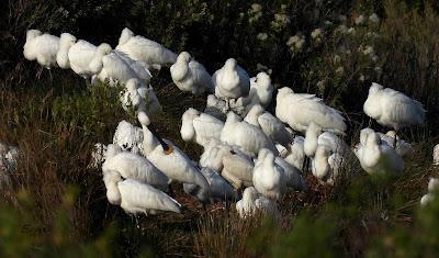 VIAJANDO COMO UNA ESPÁTULA