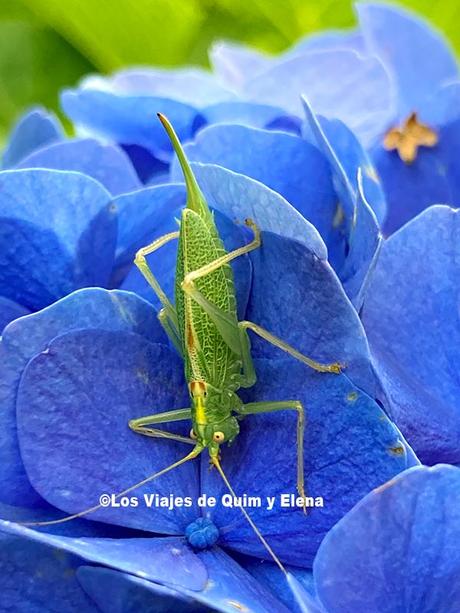 Un bichillo en los jardines de Panrico