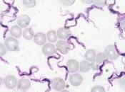 Trypanosoma