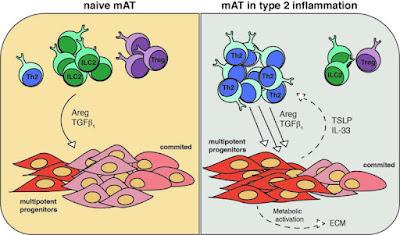 El tejido adiposo mesentérico ayuda al sistema inmunitario El tejido adiposo mesentérico ayuda al sistema inmunitario