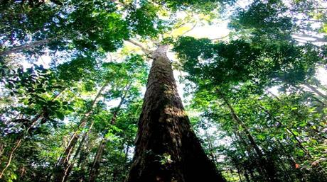 Conoce el árbol más alto del Amazonas
