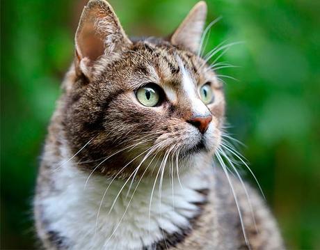 gatos ven en la oscuridad