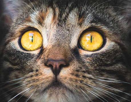 gatos ven en la oscuridad