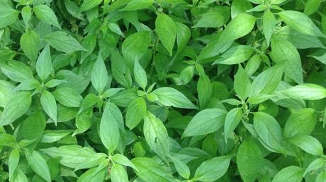 Parietaria: Usos medicinales, Beneficios y Contraindicaciones parietaria planta medicinal