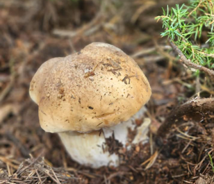 La Cerdanya, uno de los territorios con más tradición ‘boletaire’