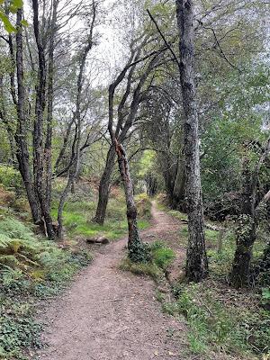 Cedro de La Francesa en Bejar (Salamanca) Cedro de La Francesa en Bejar (Salamanca)
