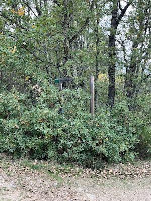 Cedro de La Francesa en Bejar (Salamanca) Cedro de La Francesa en Bejar (Salamanca)