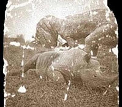 Críptidos, guía de viaje para encontrar dinosaurios vivos (IV): El mokèlé-mbèmbé