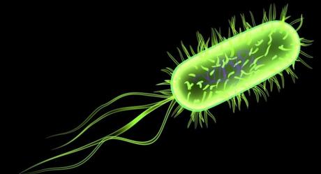 La E. Coli: Usos, Beneficios y Contraindicaciones