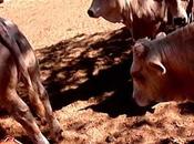 Terneros cebadero pulmonia