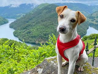 Pipper, el perro turista que dará la vuelta a España.