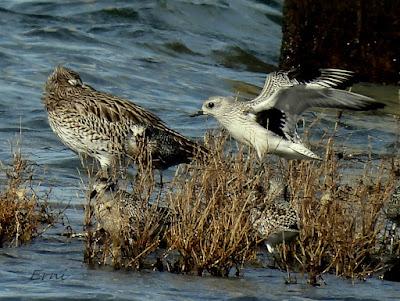 CHORLITO DORADO AMERICANO (Pluvialis dominica) EN COLINDRES