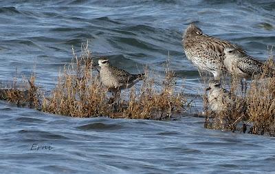 CHORLITO DORADO AMERICANO (Pluvialis dominica) EN COLINDRES
