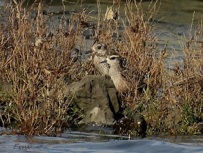 CHORLITO DORADO AMERICANO (Pluvialis dominica) EN COLINDRES