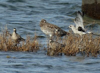 CHORLITO DORADO AMERICANO (Pluvialis dominica) EN COLINDRES