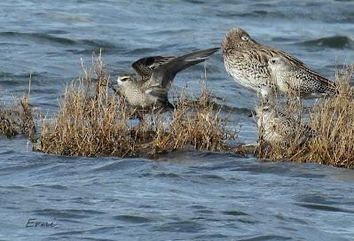 CHORLITO DORADO AMERICANO (Pluvialis dominica) EN COLINDRES