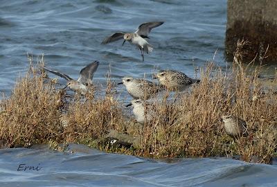 CHORLITO DORADO AMERICANO (Pluvialis dominica) EN COLINDRES