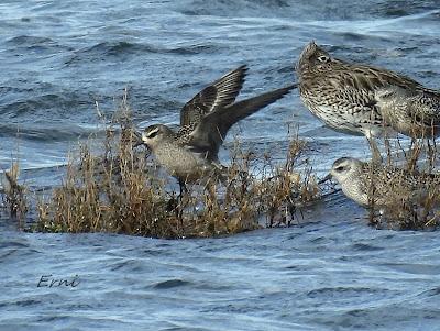 CHORLITO DORADO AMERICANO (Pluvialis dominica) EN COLINDRES