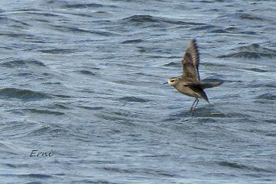 CHORLITO DORADO AMERICANO (Pluvialis dominica) EN COLINDRES
