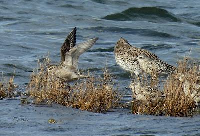 CHORLITO DORADO AMERICANO (Pluvialis dominica) EN COLINDRES