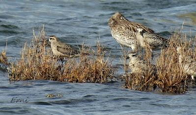 CHORLITO DORADO AMERICANO (Pluvialis dominica) EN COLINDRES
