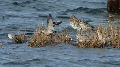 CHORLITO DORADO AMERICANO (Pluvialis dominica) EN COLINDRES