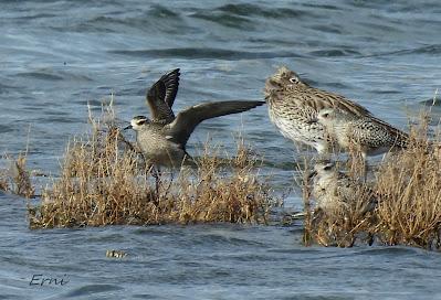 CHORLITO DORADO AMERICANO (Pluvialis dominica) EN COLINDRES