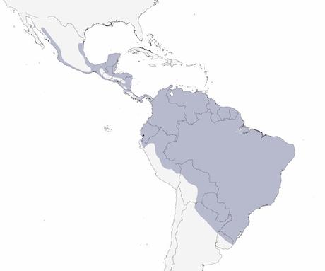 Gavilán patas largas (Geranospiza caerulescens)